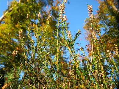 Besenheide (Calluna vulgaris) in der Schwetzinger Hardt