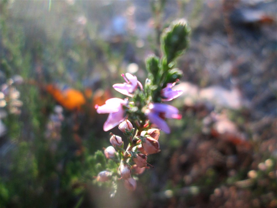 Besenheide (Calluna vulgaris) in der Schwetzinger Hardt - der Randstreifen der Bahnstrecke Mannheim-Karlsruhe ist ein Biotop mit typischer Binnendünen-Vegetation