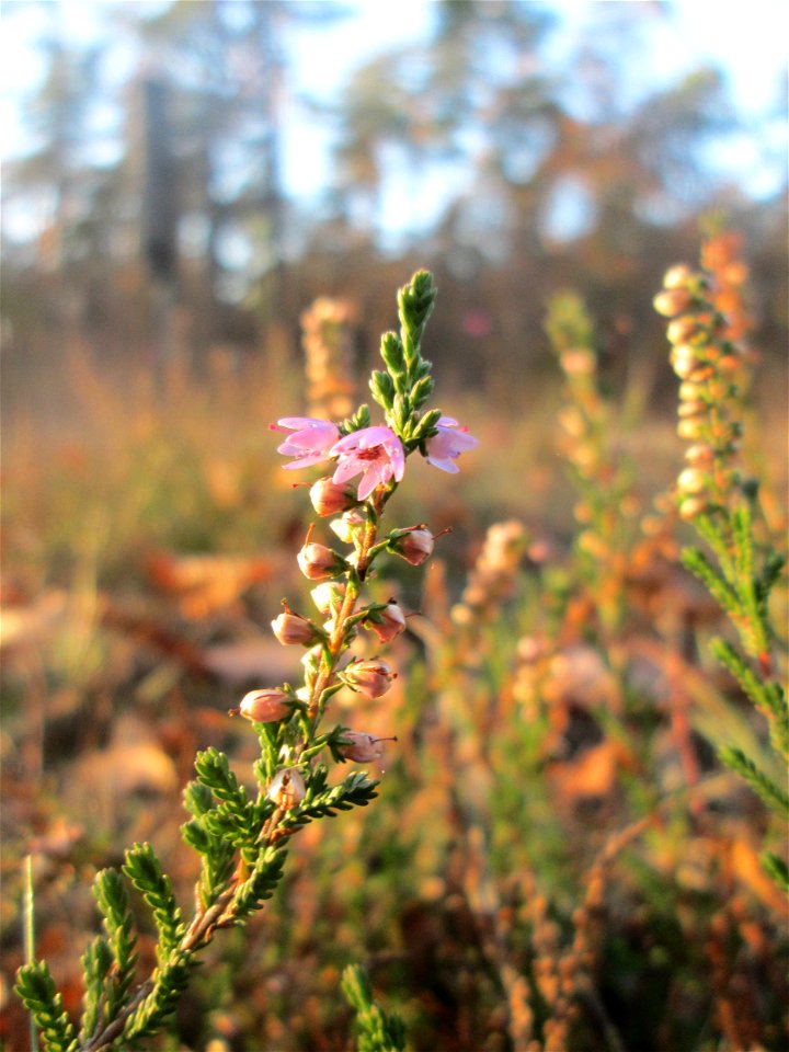 Besenheide (Calluna vulgaris) in der Schwetzinger Hardt - der Randstreifen der Bahnstrecke Mannheim-Karlsruhe ist ein Biotop mit typischer Binnendünen-Vegetation