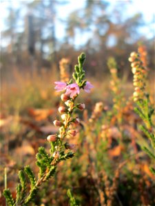 Besenheide (Calluna vulgaris) in der Schwetzinger Hardt - der Randstreifen der Bahnstrecke Mannheim-Karlsruhe ist ein Biotop mit typischer Binnendünen-Vegetation