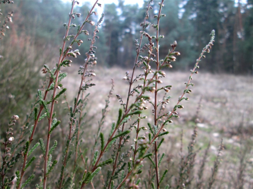 Besenheide (Calluna vulgaris) in der Schwetzinger Hardt