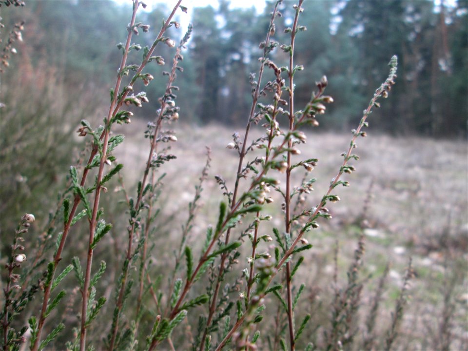 Besenheide (Calluna vulgaris) in der Schwetzinger Hardt photo