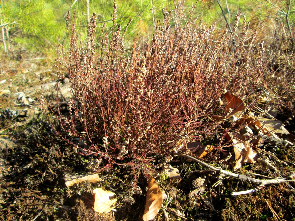 Besenheide (Calluna vulgaris) in der Schwetzinger Hardt