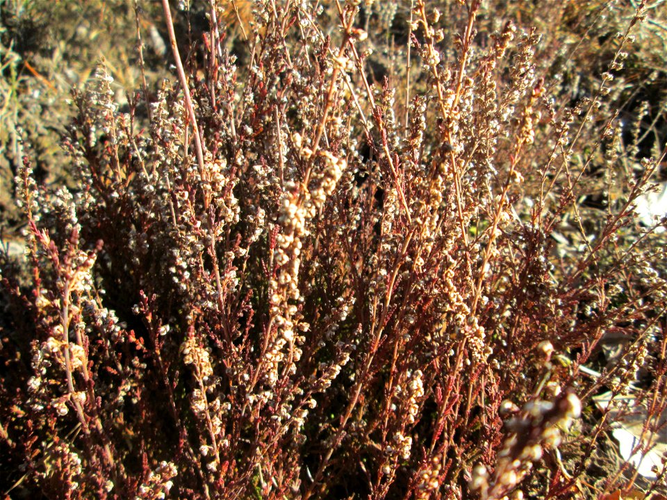 Besenheide (Calluna vulgaris) in der Schwetzinger Hardt photo