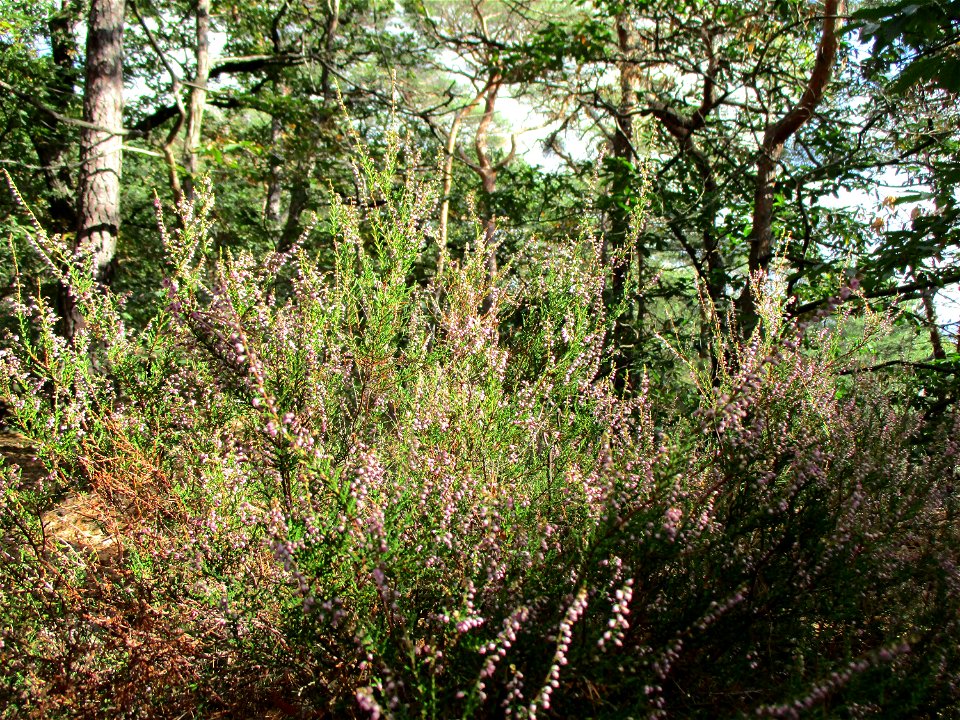 Besenheide (Calluna vulgaris) an den Heidenlöchern bei Deidesheim