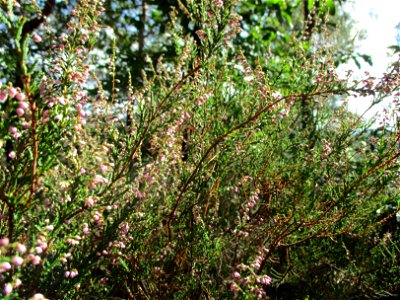 Besenheide (Calluna vulgaris) an den Heidenlöchern bei Deidesheim photo