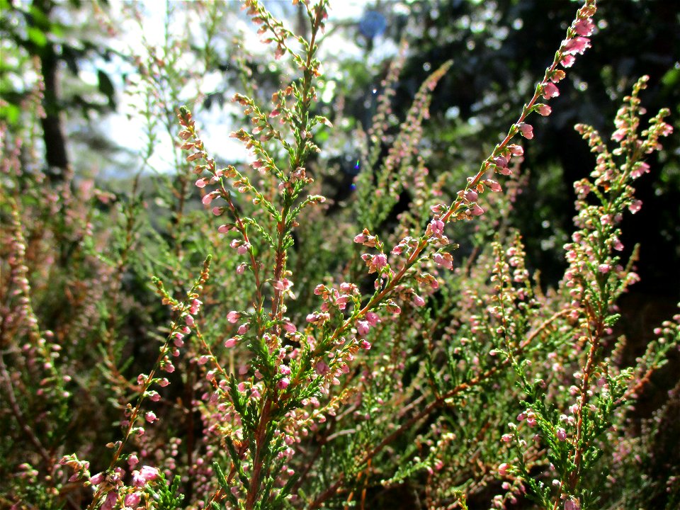 Besenheide (Calluna vulgaris) an den Heidenlöchern bei Deidesheim