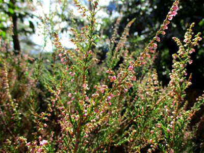 Besenheide (Calluna vulgaris) an den Heidenlöchern bei Deidesheim photo