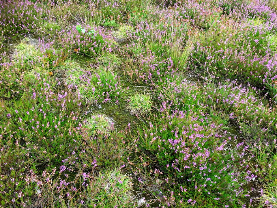 A dwarf shrubland vegetation, from the class Calluno-Ulicetea. photo