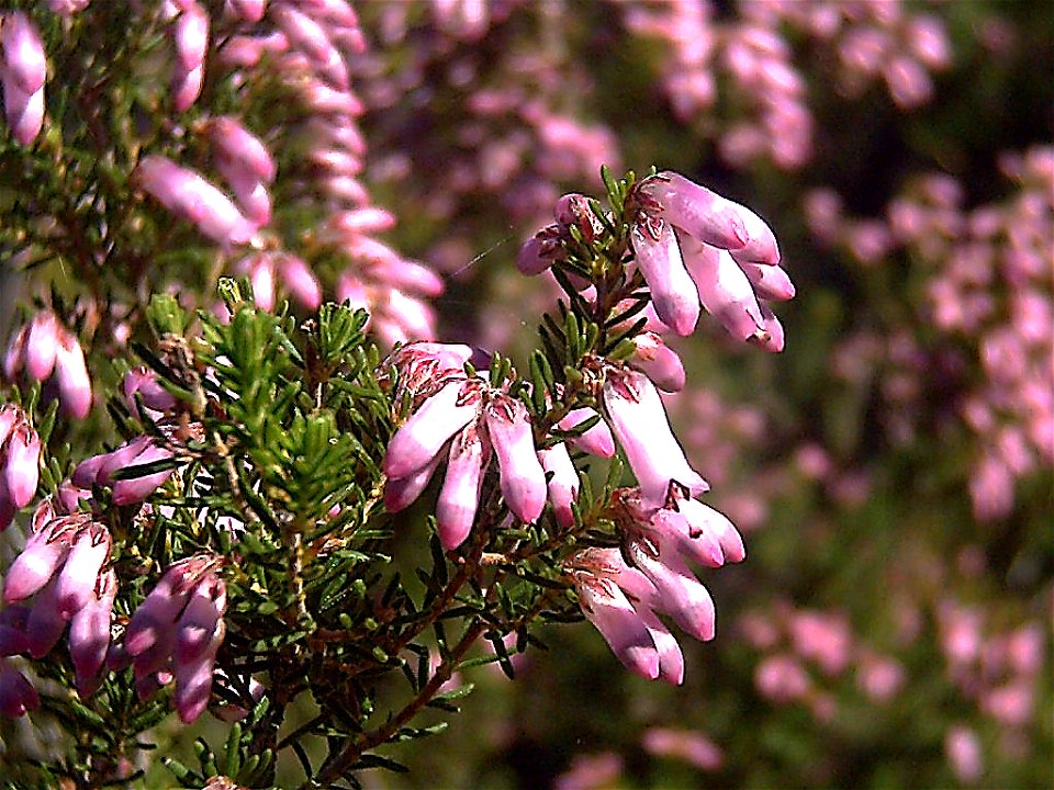 Calluna vulgaris flowers closeup, Sierra Madrona, Spain
