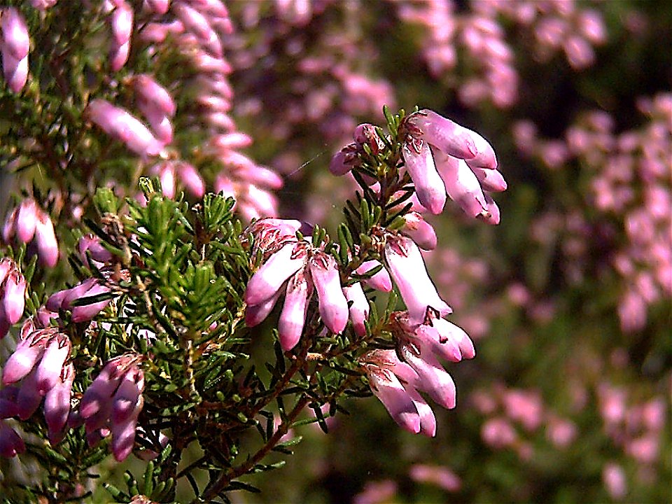 Calluna vulgaris flowers closeup, Sierra Madrona, Spain photo