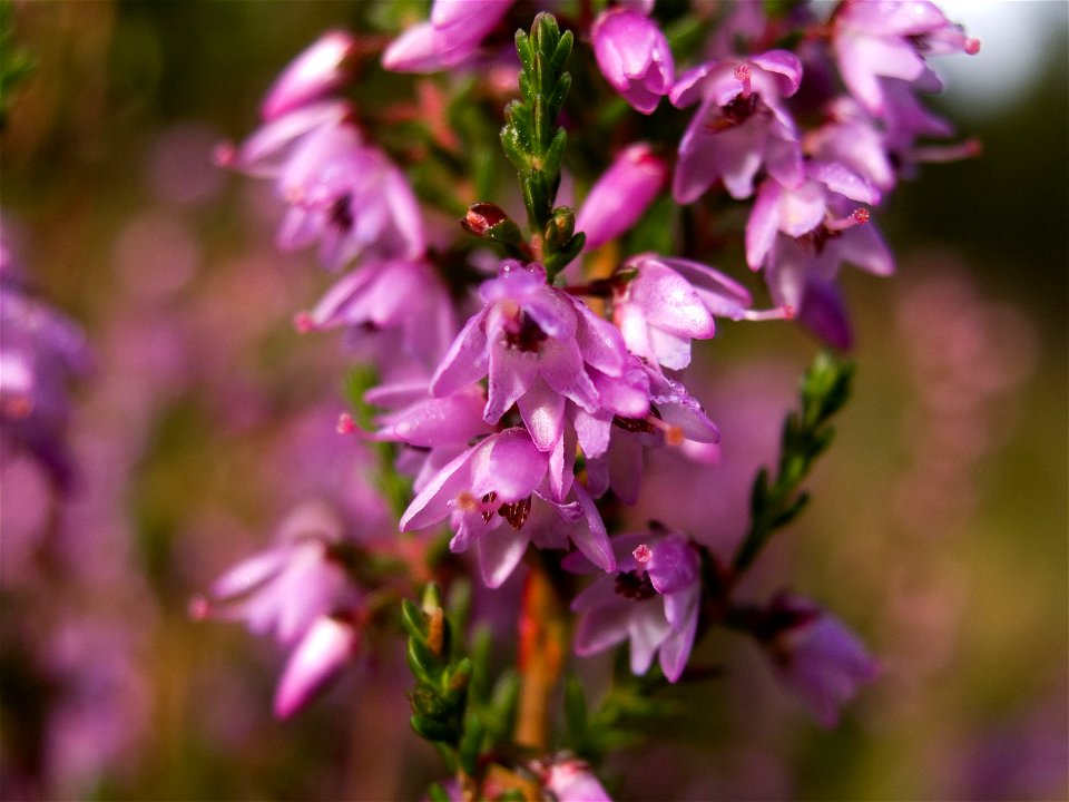 Image of flowering Calluna vulgaris, photographed in southern Sweden. Created by David Remahl, 2005-09-16, 10:37 CEST in en:Landvetter, en:Sweden.