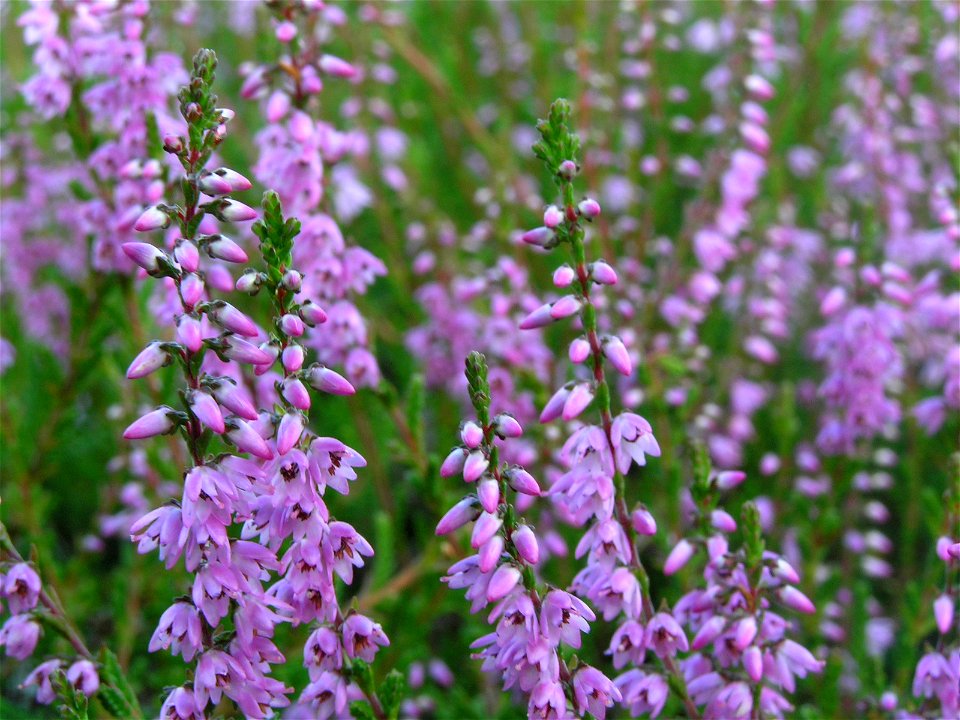 Heather, Orrås, Östra Balltorp, Västergötland, Sweden