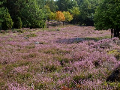 Heather, Styrsö,
Västergötland, Sweden