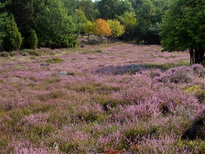 Heather, Styrsö, Västergötland, Sweden photo