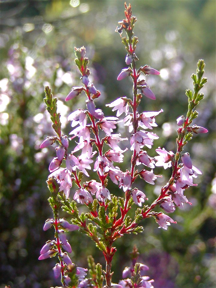 Heather, Krokmossen, W of Kållered,
Västergötland, Sweden