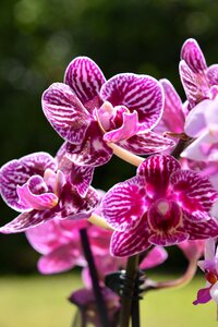 Petal tropical exotic