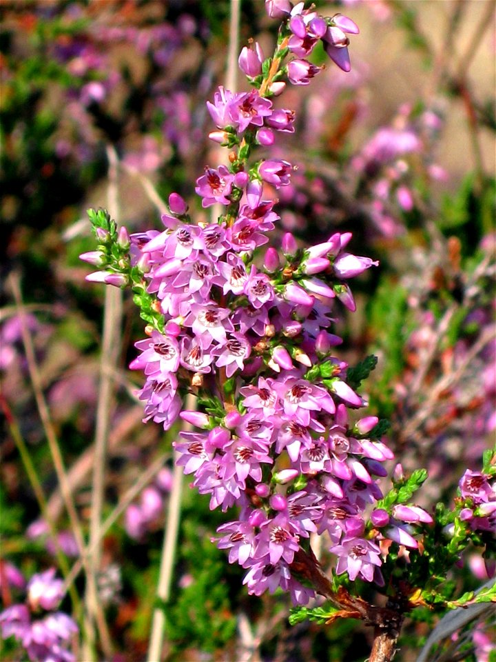 Close-up view of flowers of Calluna vulgaris taken in the Döberitzer Heide close to Berlin/Germany on 26.08.08