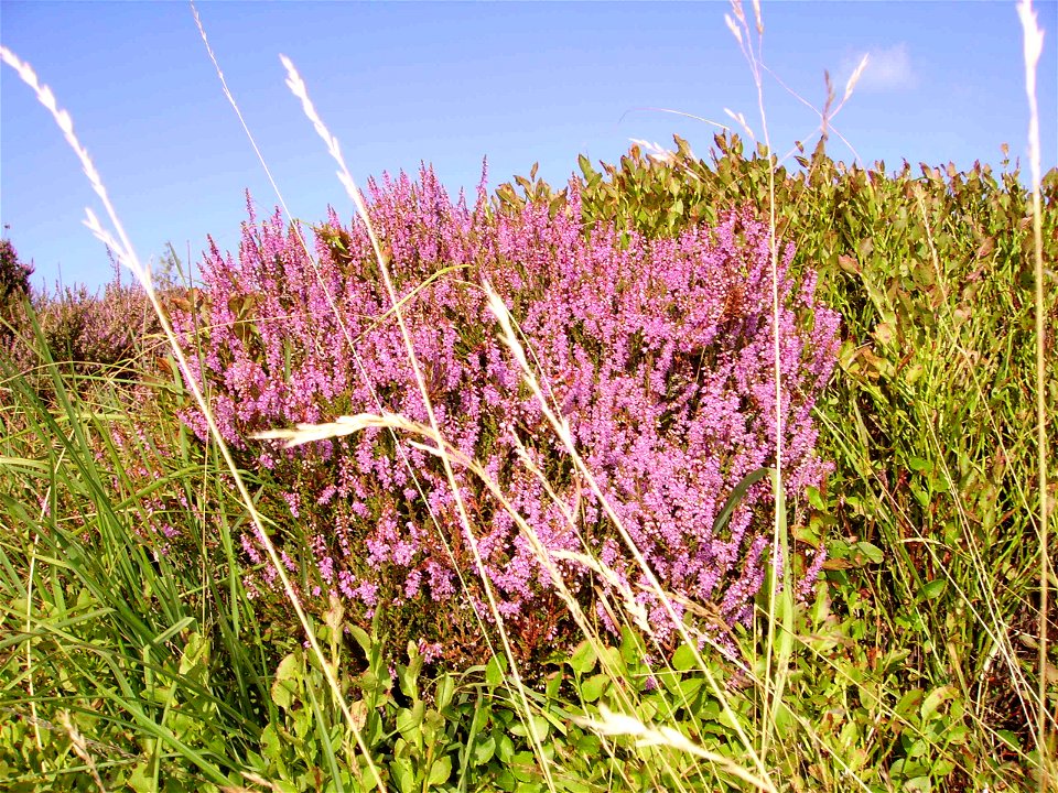 heather in North Yorkshire, United Kingdom photo