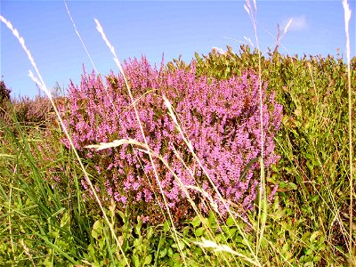 heather in North Yorkshire, United Kingdom photo