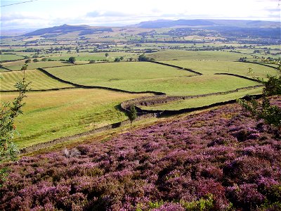 Heather in North Yorkshire, United Kingdom photo