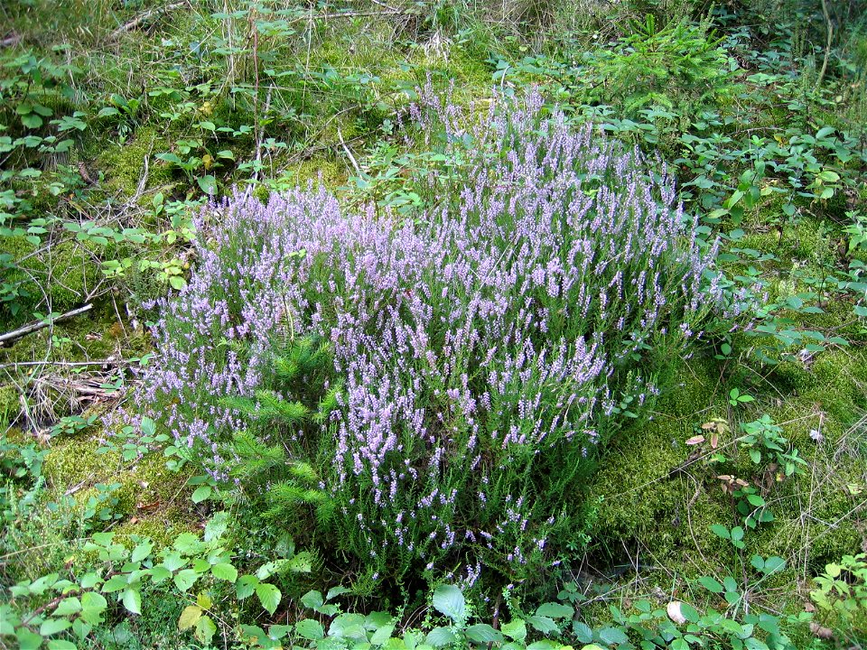 Isenachweiher, Frankensteiner Dell, Heidekraut