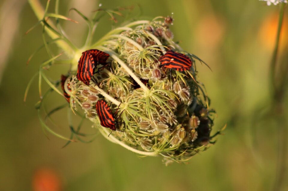 Minstrel bug red and black striped