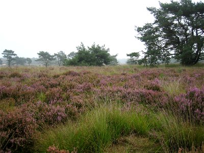 View of the heath of Kalmthout (Kalmthoutse heide). Picture taken by Tim Bekaert (September 11, 2005). photo