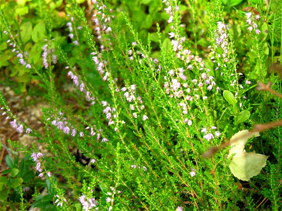 Šilinis viržis (Calluna vulgaris) Fam. Erikiniai (Ericaceae) Foto: Algirdas, 2005 m. photo