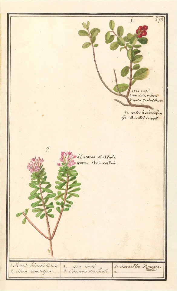IdentificatieTitel(s): Berendruif (Arctostaphylos uva-ursi) en Scherp peperboompje (Daphne cneorum )1. Roode Kraecke besiën 2. Steen roosjen. / 1. uva ursi 2. Cneoron Mathioli. / 1. aureilles Rouges. 