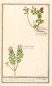 IdentificatieTitel(s): Berendruif (Arctostaphylos uva-ursi) en Scherp peperboompje (Daphne cneorum )1. Roode Kraecke besiën 2. Steen roosjen. / 1. uva ursi 2. Cneoron Mathioli. / 1. aureilles Rouges. 
