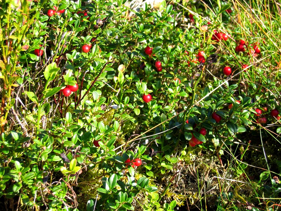 Cowberries Vaccinium vitis-idaea subsp. vitis-idaea, Stockholm, Sweden