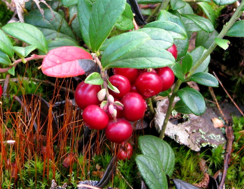 Ripe cowberries photographed in the forest in Stockholm, Sweden, in August.