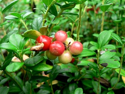 Image title: Lingonberries Image from Public domain images website, http://www.public-domain-image.com/full-image/flora-plants-public-domain-images-pictures/bushes-and-shrubs-public-domain-images-pict photo