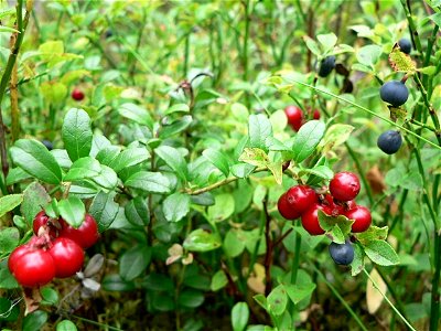 Image title: Lingonberries in bush Image from Public domain images website, http://www.public-domain-image.com/full-image/flora-plants-public-domain-images-pictures/bushes-and-shrubs-public-domain-ima photo