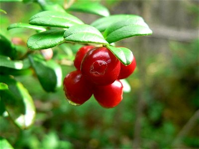 Image title: Lingonberries on tree Image from Public domain images website, http://www.public-domain-image.com/full-image/flora-plants-public-domain-images-pictures/fruits-public-domain-images-picture photo