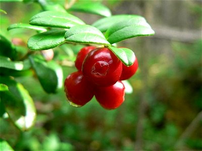 Image title: Lingonberries on tree
Image from Public domain images website, http://www.public-domain-image.com/full-image/flora-plants-public-domain-images-pictures/fruits-public-domain-images-picture