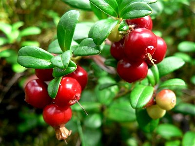 Image title: Lingonberries red Image from Public domain images website, http://www.public-domain-image.com/full-image/flora-plants-public-domain-images-pictures/fruits-public-domain-images-pictures/li photo
