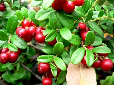 Image title: Lingonberries with green leaves Image from Public domain images website, http://www.public-domain-image.com/full-image/flora-plants-public-domain-images-pictures/bushes-and-shrubs-public- photo