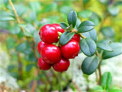 Vaccinium vitis-idaea, photo taken in Sweden.