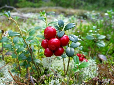 Vaccinium vitis-idaea, photo taken in Sweden.