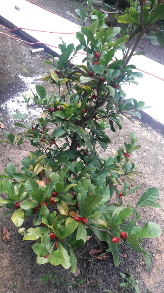 Pé de fruta do milagre em Governador Lindenberg (ES)