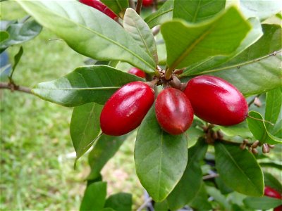 Photo of Miracle berry