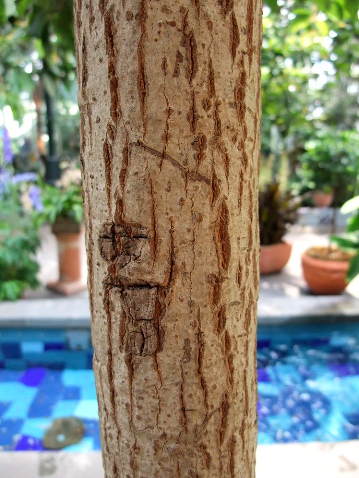 A closeup photograph of the bark of a young Manilkara zapota.