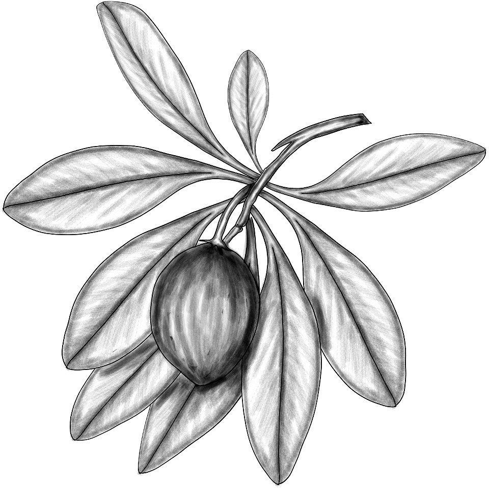 Manilkara zapota BYN