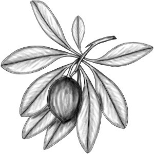 Manilkara zapota BYN