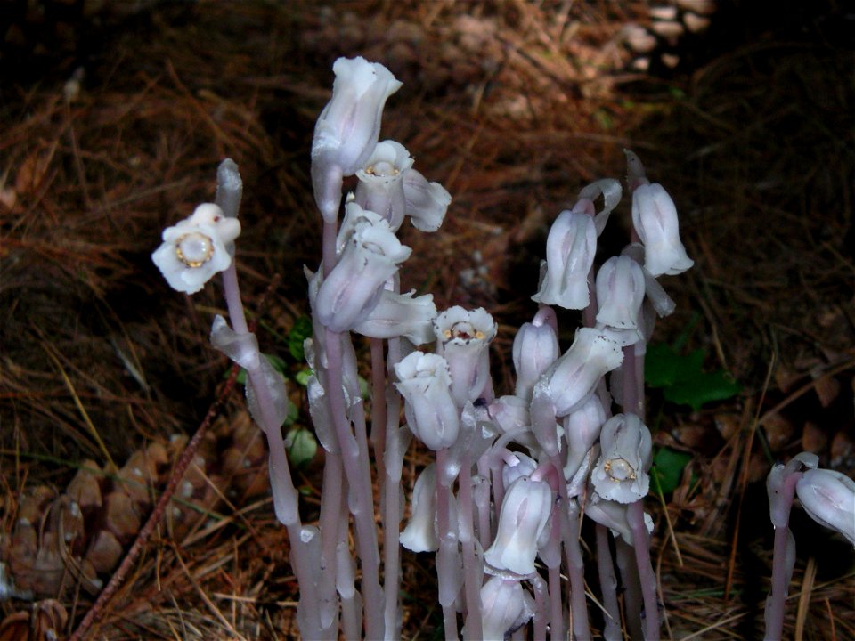Monotropa uniflora (Indian pipe) in Wilmington, Massachusetts