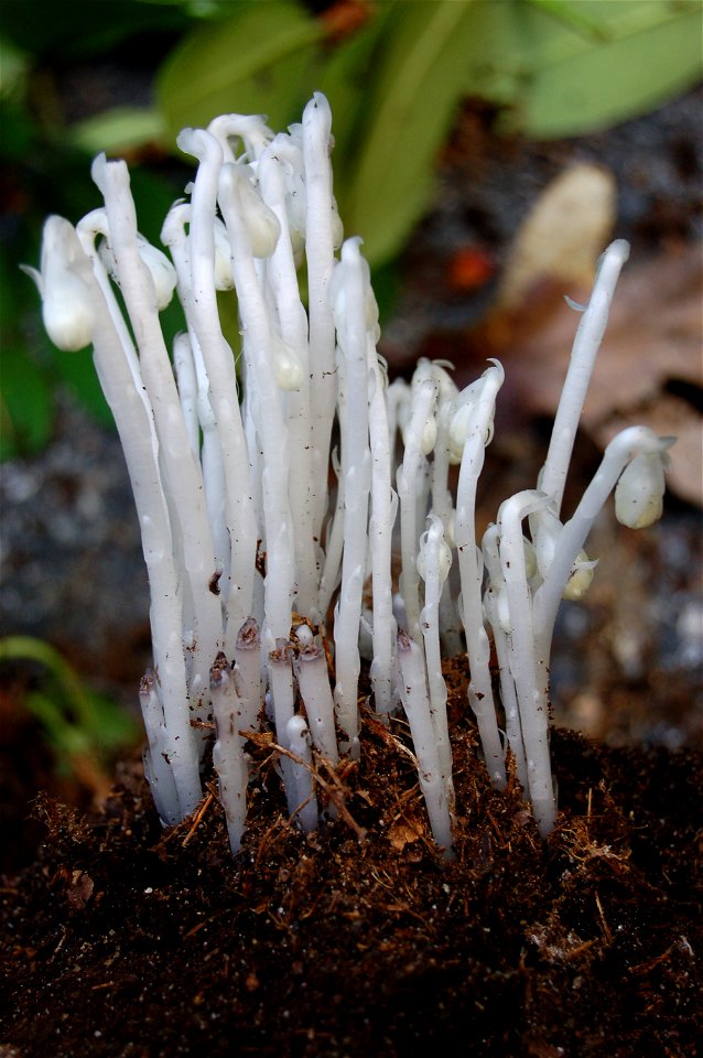 Immature Monotropa uniflora, found hiding inside a bush in eastern Massachusetts
