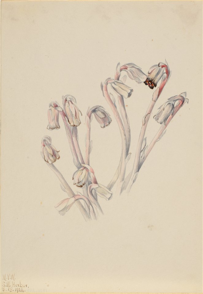 Indian Pipe (Monotropa uniflora)