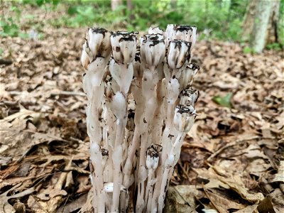 A cluster of ghost pipe in a forest. The image is taken at eye-level with the plant. photo